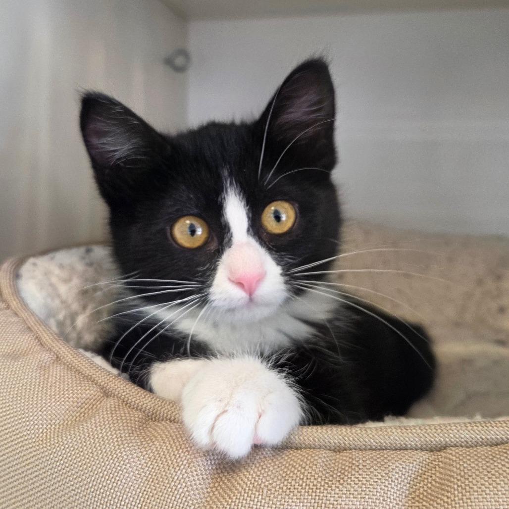 Skunk, a Adoptable Domestic Short Hair in Park City, UT image 1/4