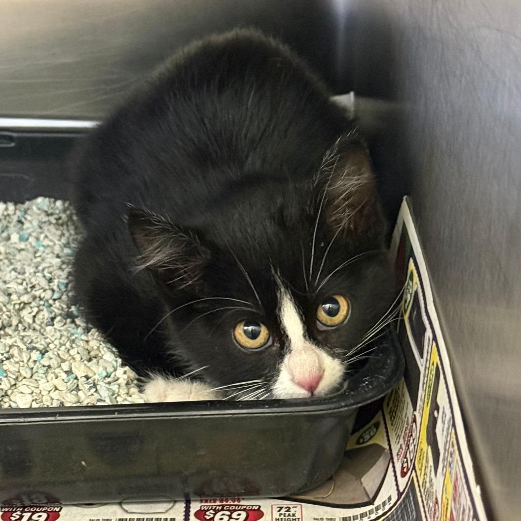 Skunk, a Adoptable Domestic Short Hair in Park City, UT image 2/4