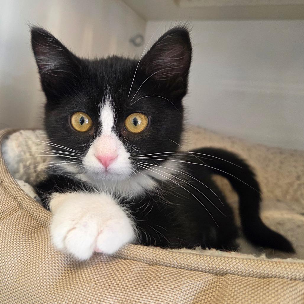 Skunk, a Adoptable Domestic Short Hair in Park City, UT image 3/4