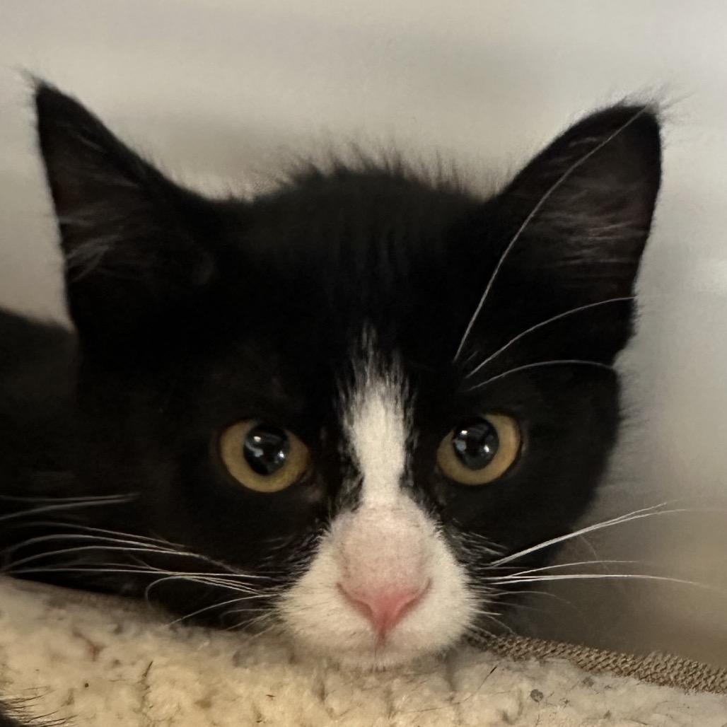 Skunk, a Adoptable Domestic Short Hair in Park City, UT image 4/4