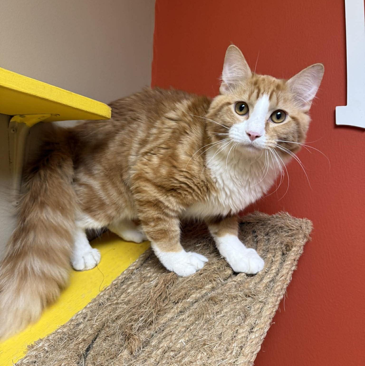 Enlarge Porter, an adopted mixed breed in Maryville, MO image 2/2