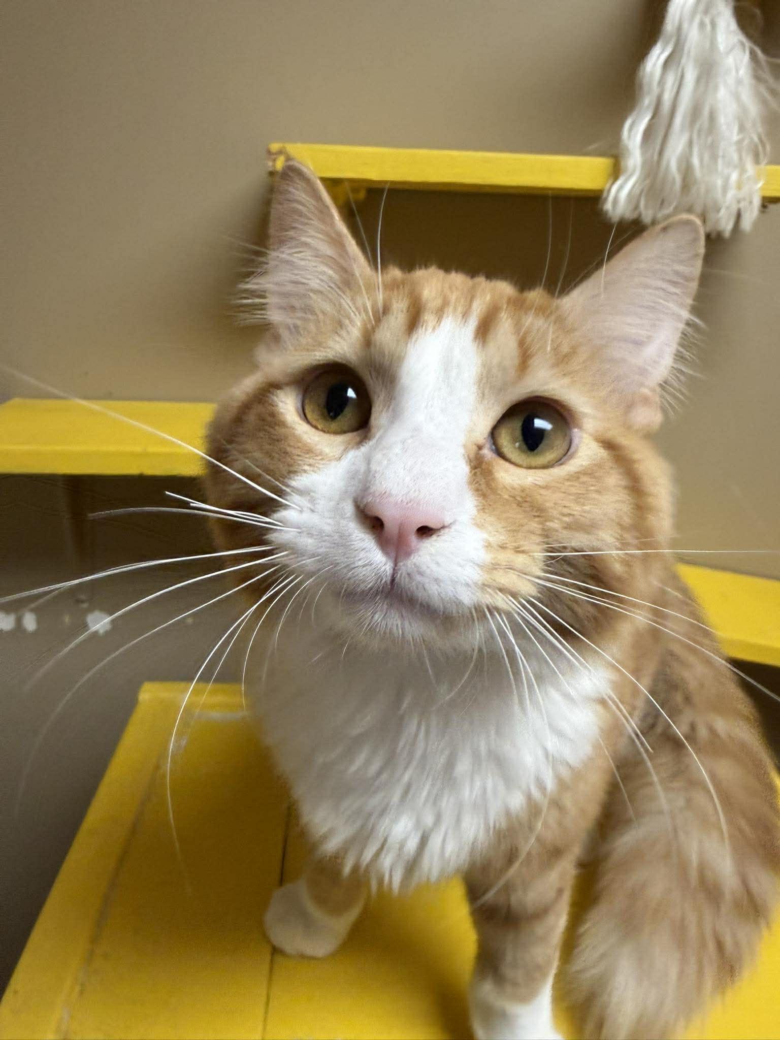 Porter, adopted, Young Male Domestic Long Hair.