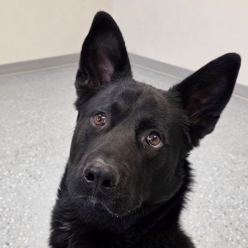 Grisner, Adoptable, Adult Male German Shepherd Dog & Black Labrador Retriever.