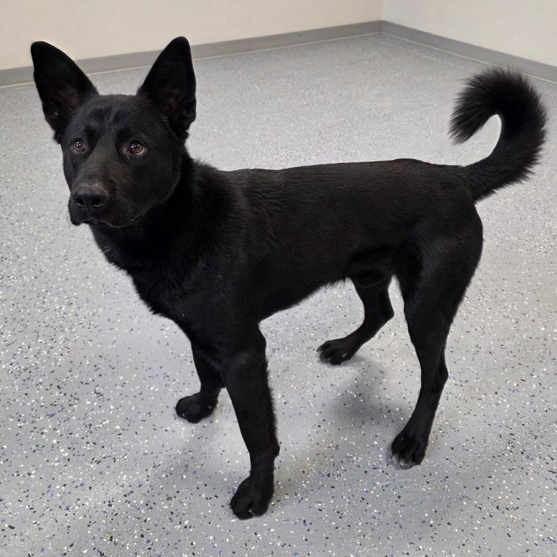 Enlarge Grisner, a Adoptable mixed breed in Yankton, SD image 2/5