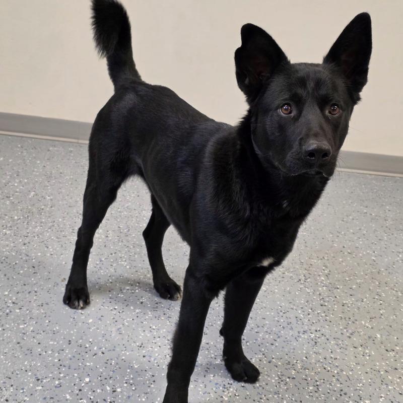 Enlarge Grisner, a Adoptable mixed breed in Yankton, SD image 3/5