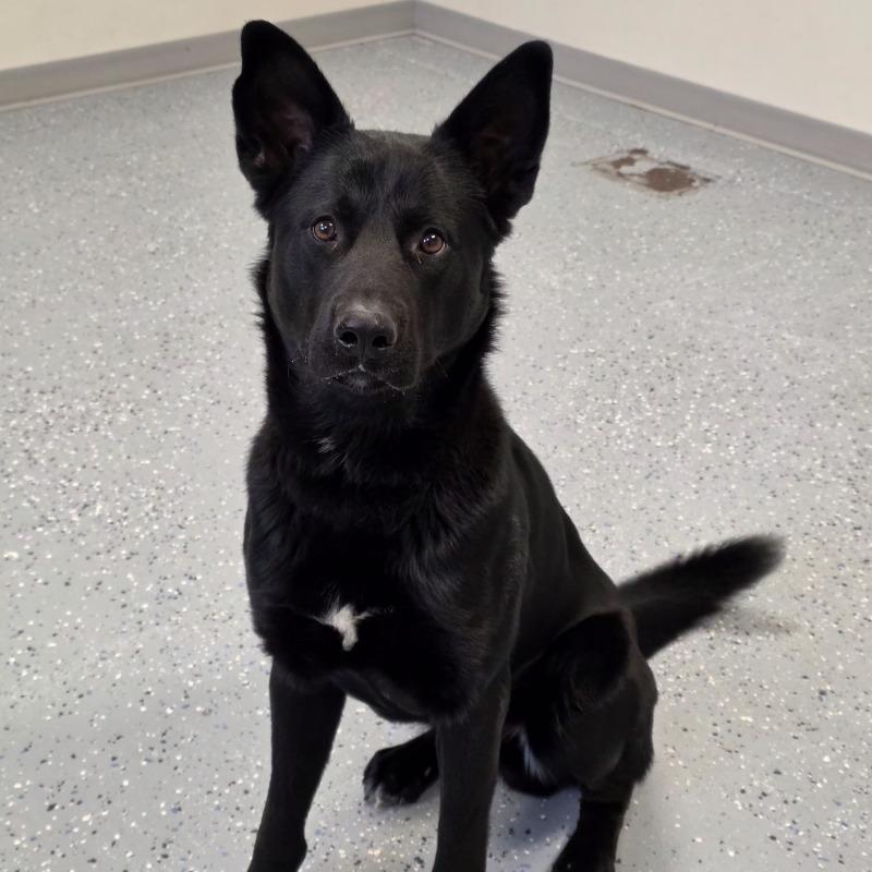 Enlarge Grisner, a Adoptable mixed breed in Yankton, SD image 4/5