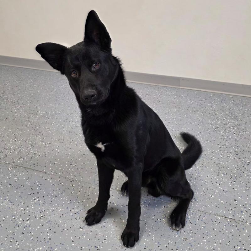 Enlarge Grisner, a Adoptable mixed breed in Yankton, SD image 5/5