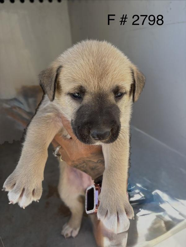 Cecilia, Adoptable, Puppy Female Siberian Husky.