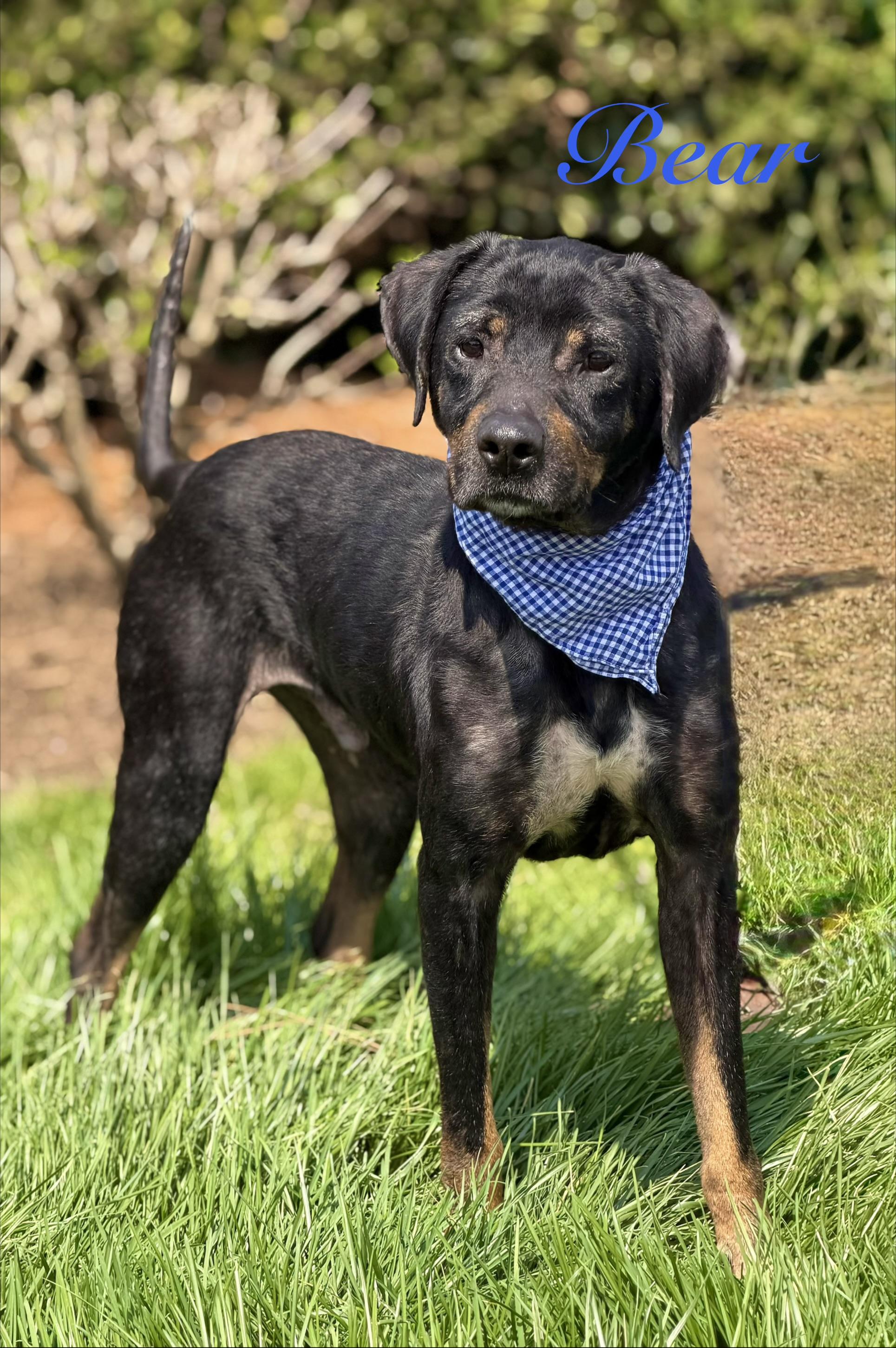 Bear Bear, adopted, Young Male Hound & Rottweiler.