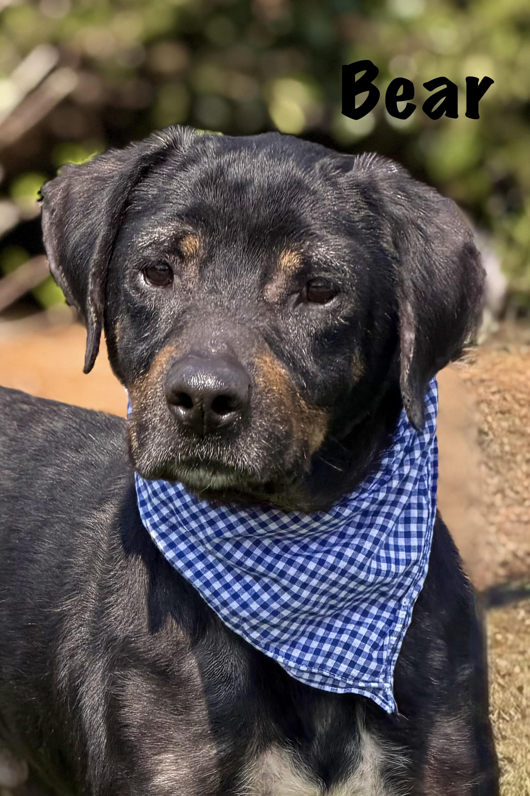 Enlarge Bear Bear, an adopted mixed breed in Maryville, TN image 2/5