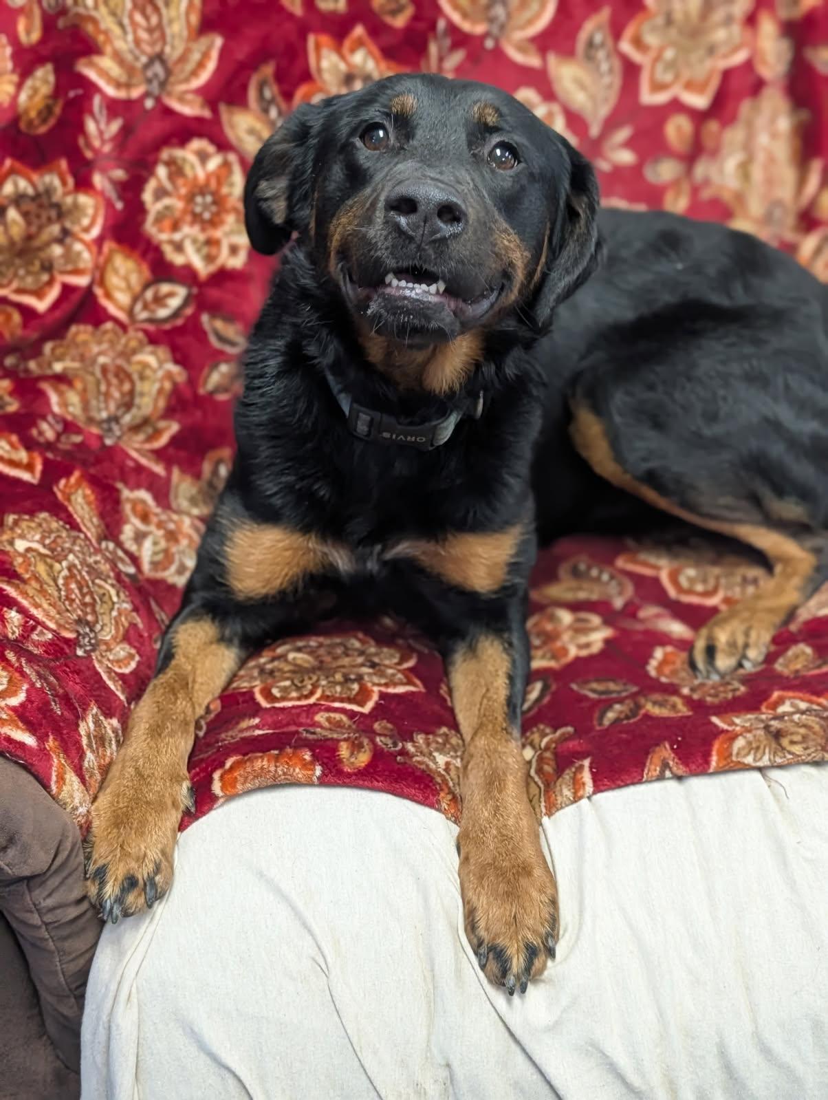 Enlarge Monday, a ADOPTABLE mixed breed in Blytheville, AR image 4/5