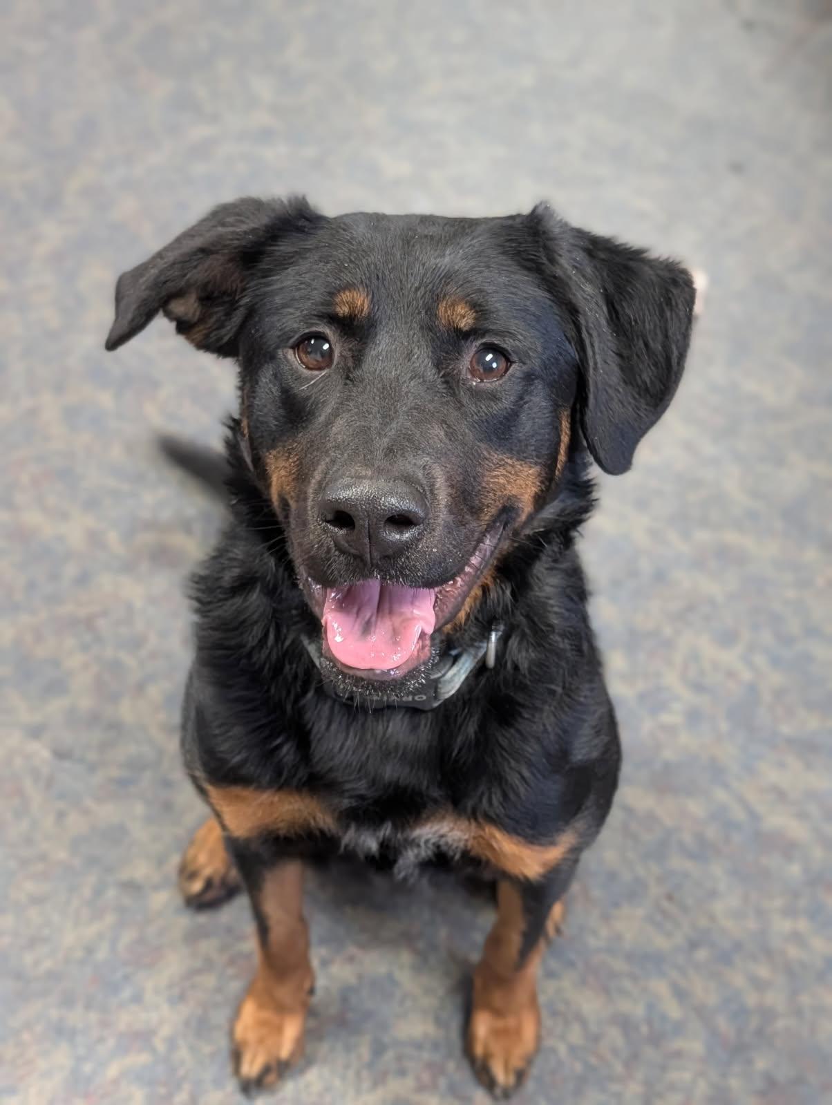 Enlarge Monday, a ADOPTABLE mixed breed in Blytheville, AR image 1/5