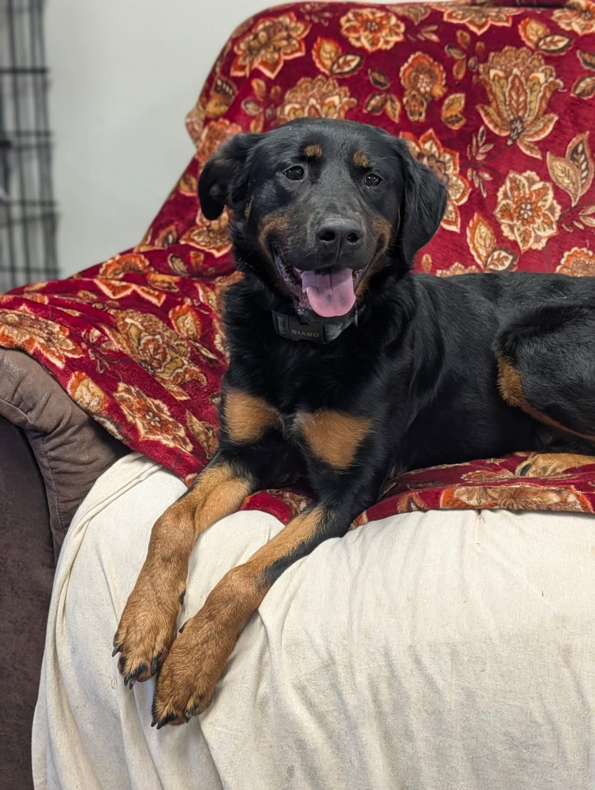 Enlarge Monday, a ADOPTABLE mixed breed in Blytheville, AR image 2/5