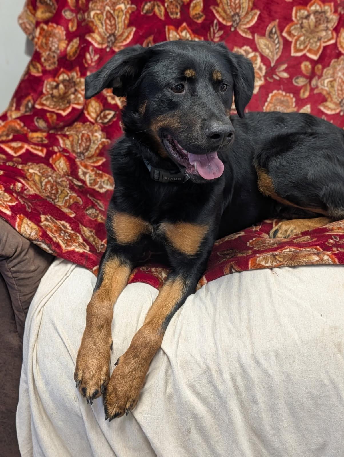 Enlarge Monday, a ADOPTABLE mixed breed in Blytheville, AR image 3/5