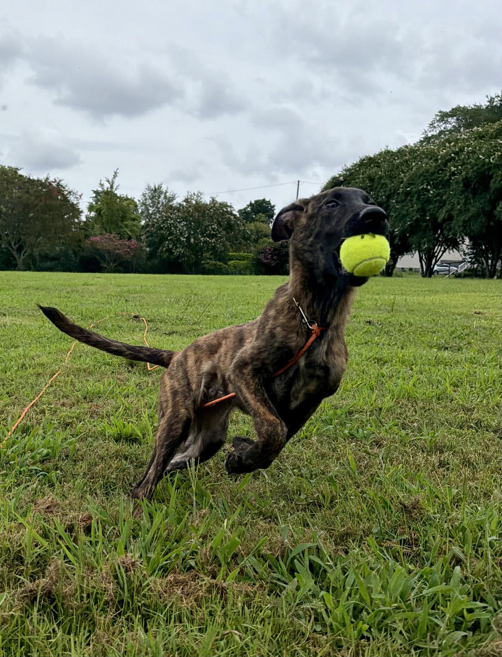 Hunter, Adoptable, Young Male Dutch Shepherd & Plott Hound.