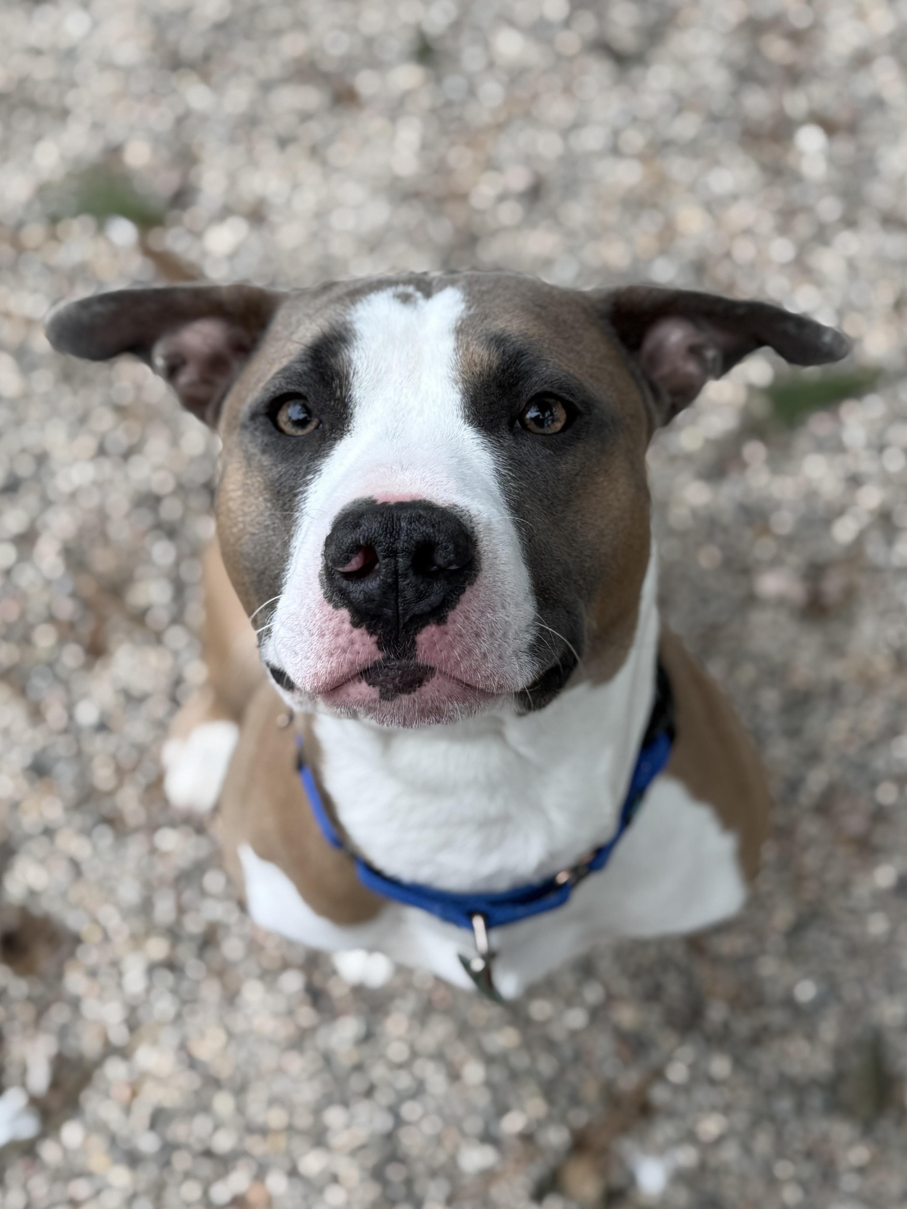 Enlarge Valentino, a ADOPTABLE mixed breed in Wautoma, WI image 2/6