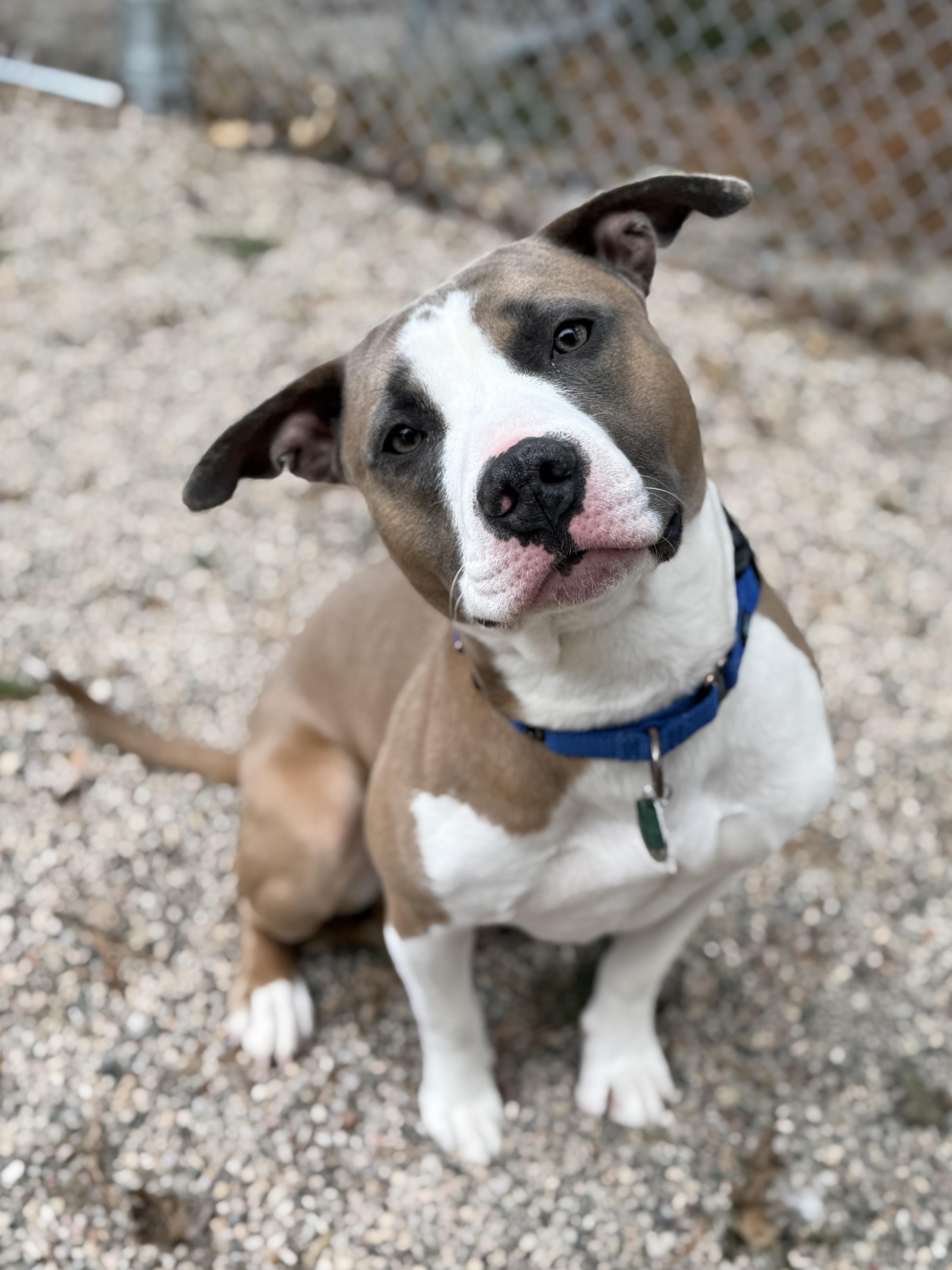 Valentino, ADOPTABLE, Young Male Pit Bull Terrier.