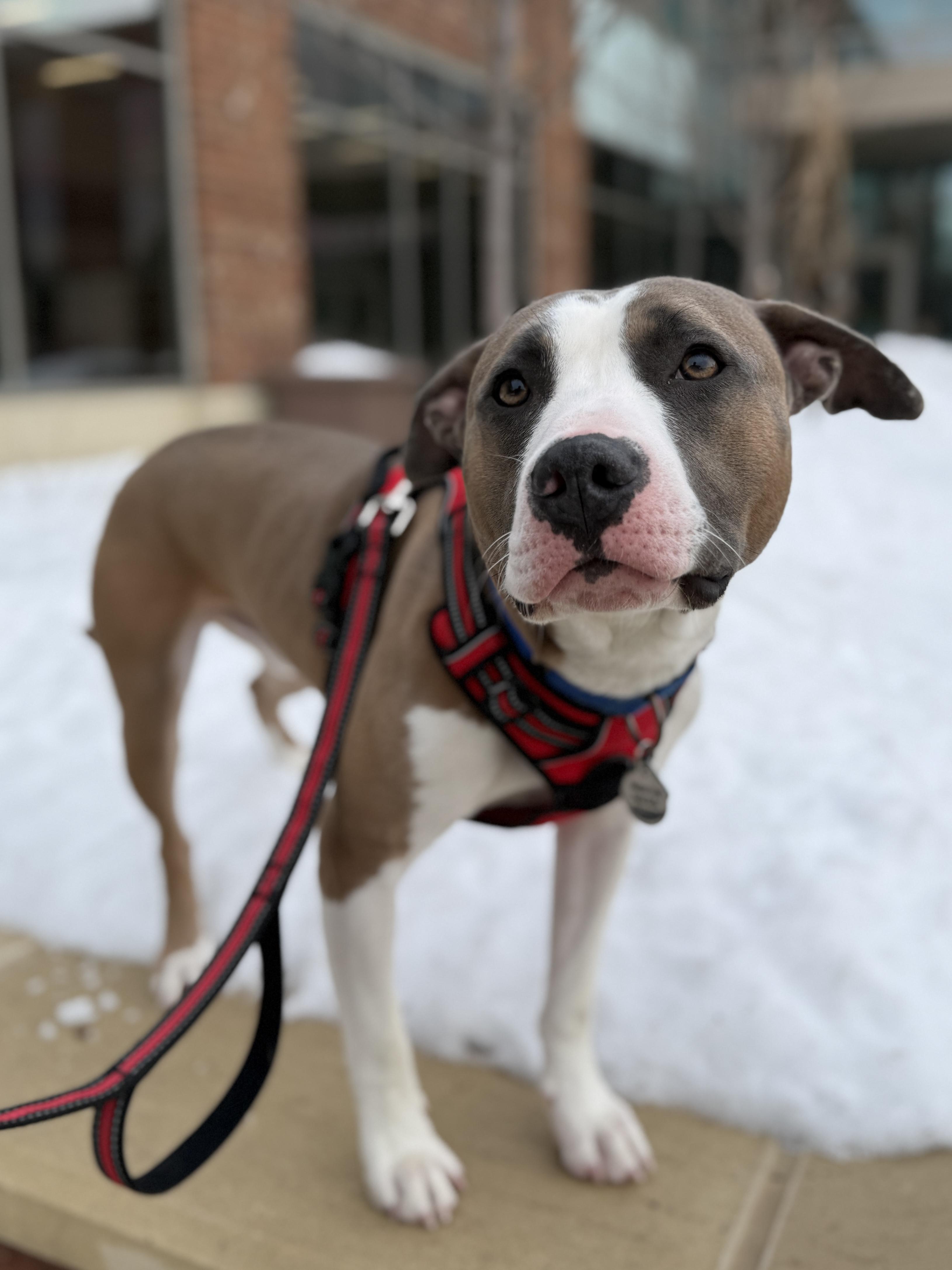 Enlarge Valentino, a ADOPTABLE mixed breed in Wautoma, WI image 5/6