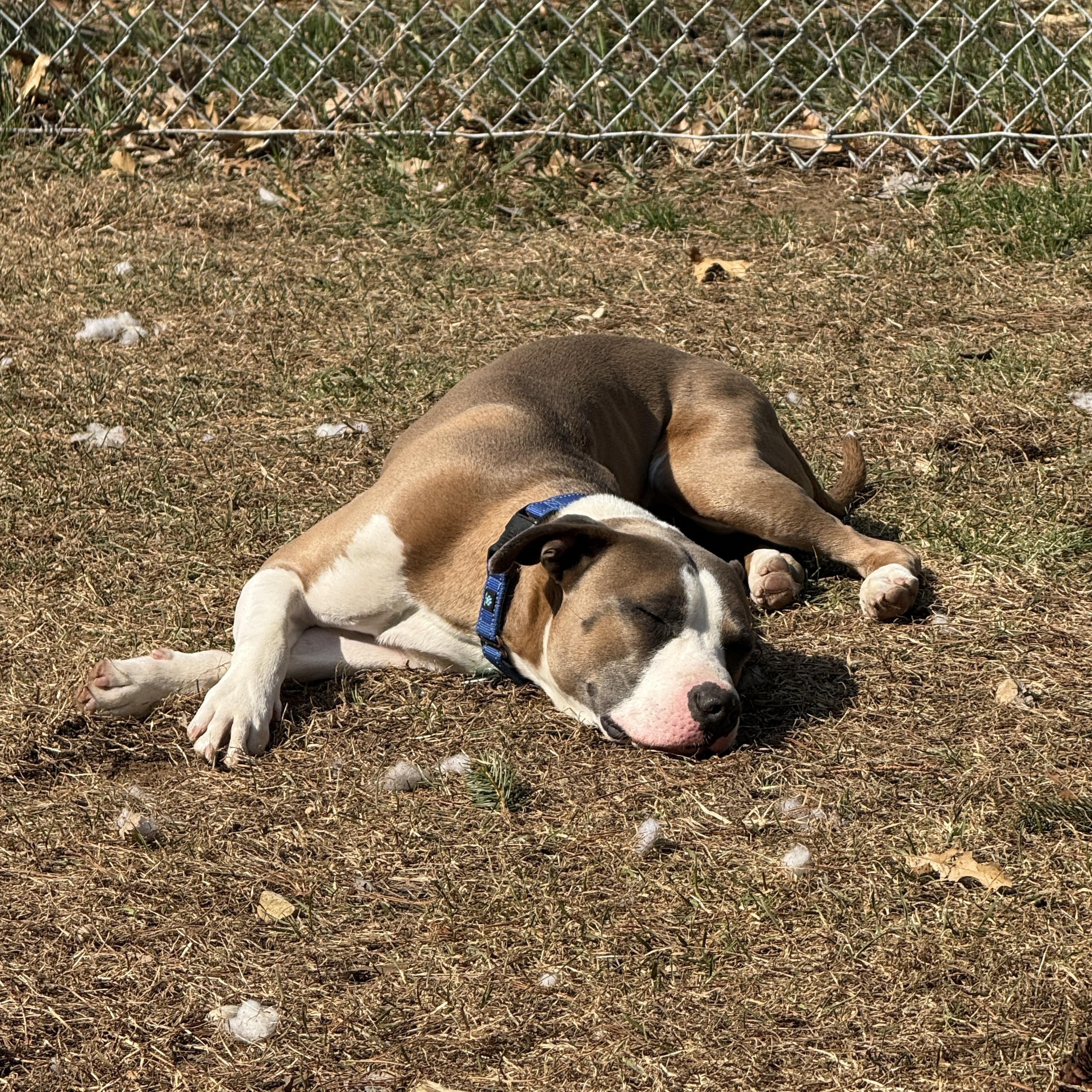 Enlarge Valentino, a ADOPTABLE mixed breed in Wautoma, WI image 4/6
