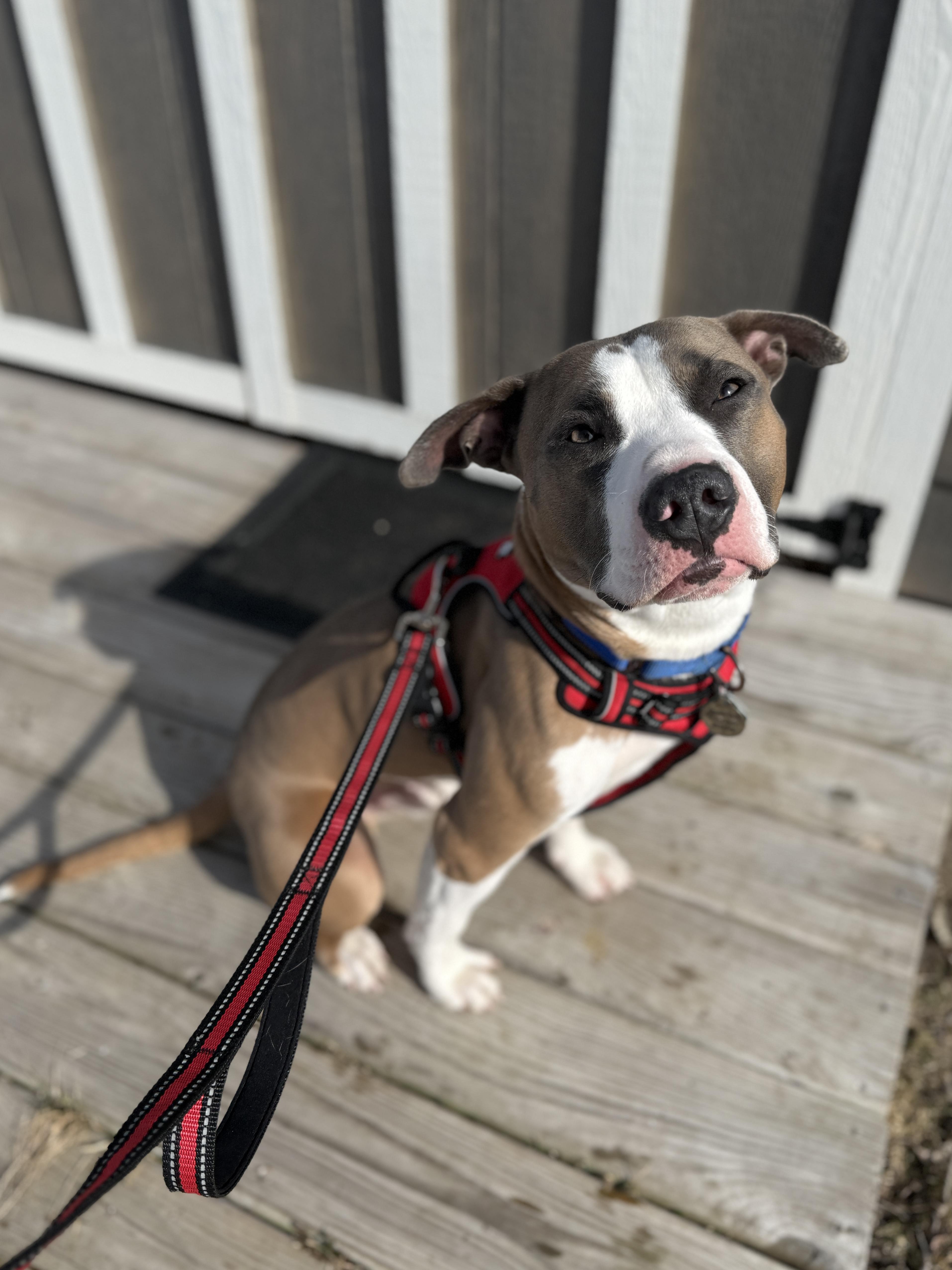Enlarge Valentino, a ADOPTABLE mixed breed in Wautoma, WI image 3/6