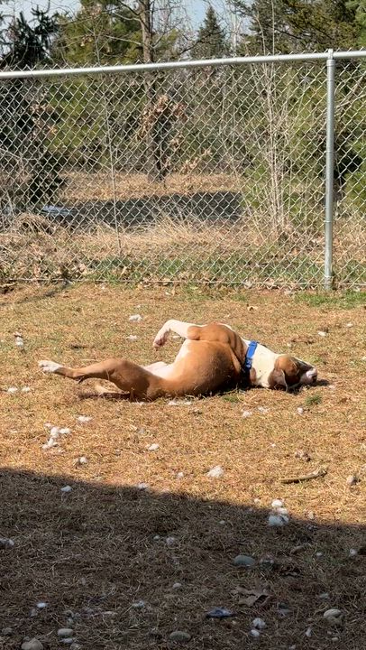 Enlarge Valentino, a ADOPTABLE mixed breed in Wautoma, WI video 6/6