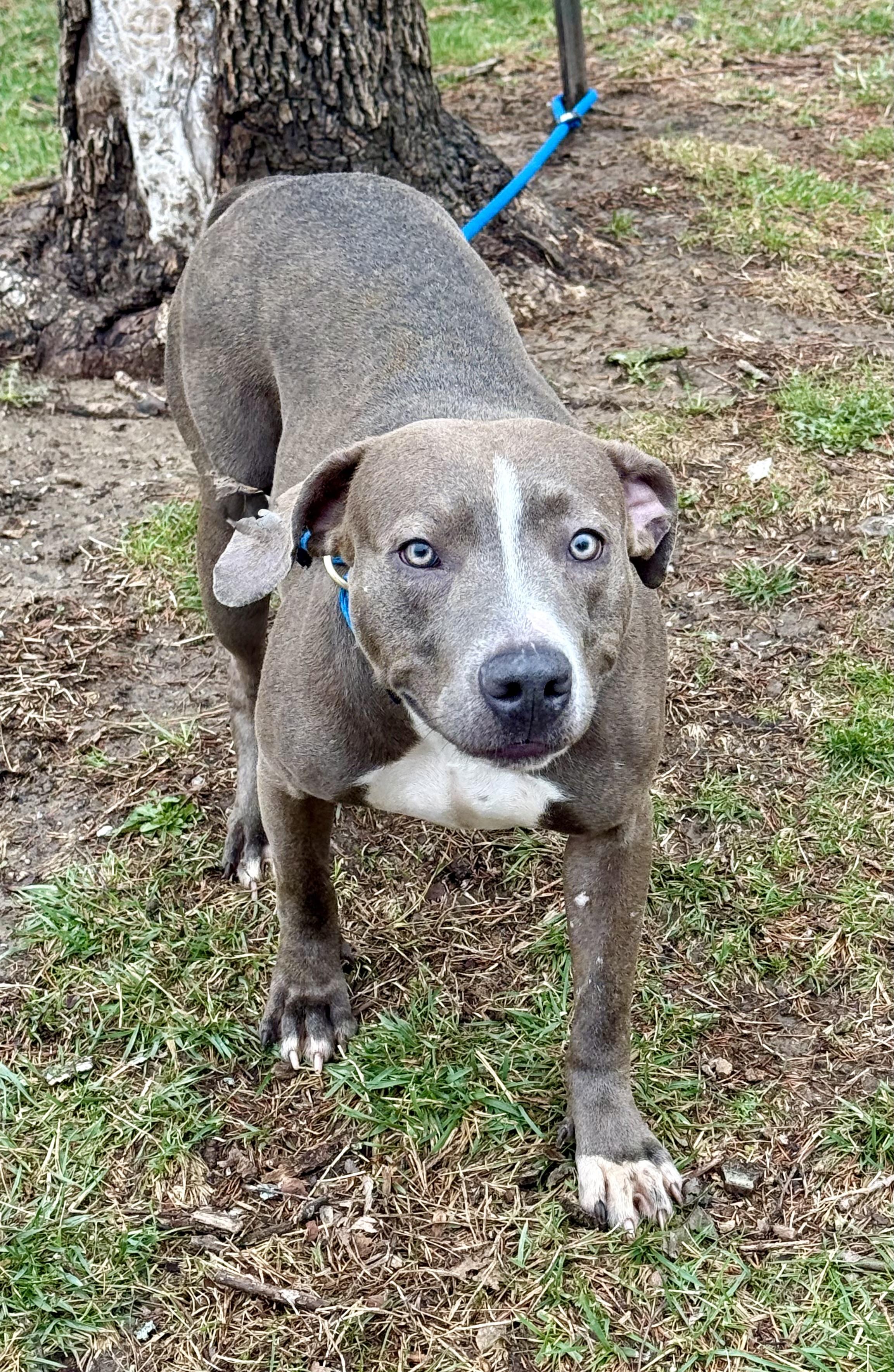 Enlarge Kiera, a Adoptable mixed breed in Springfield, IL image 1/4