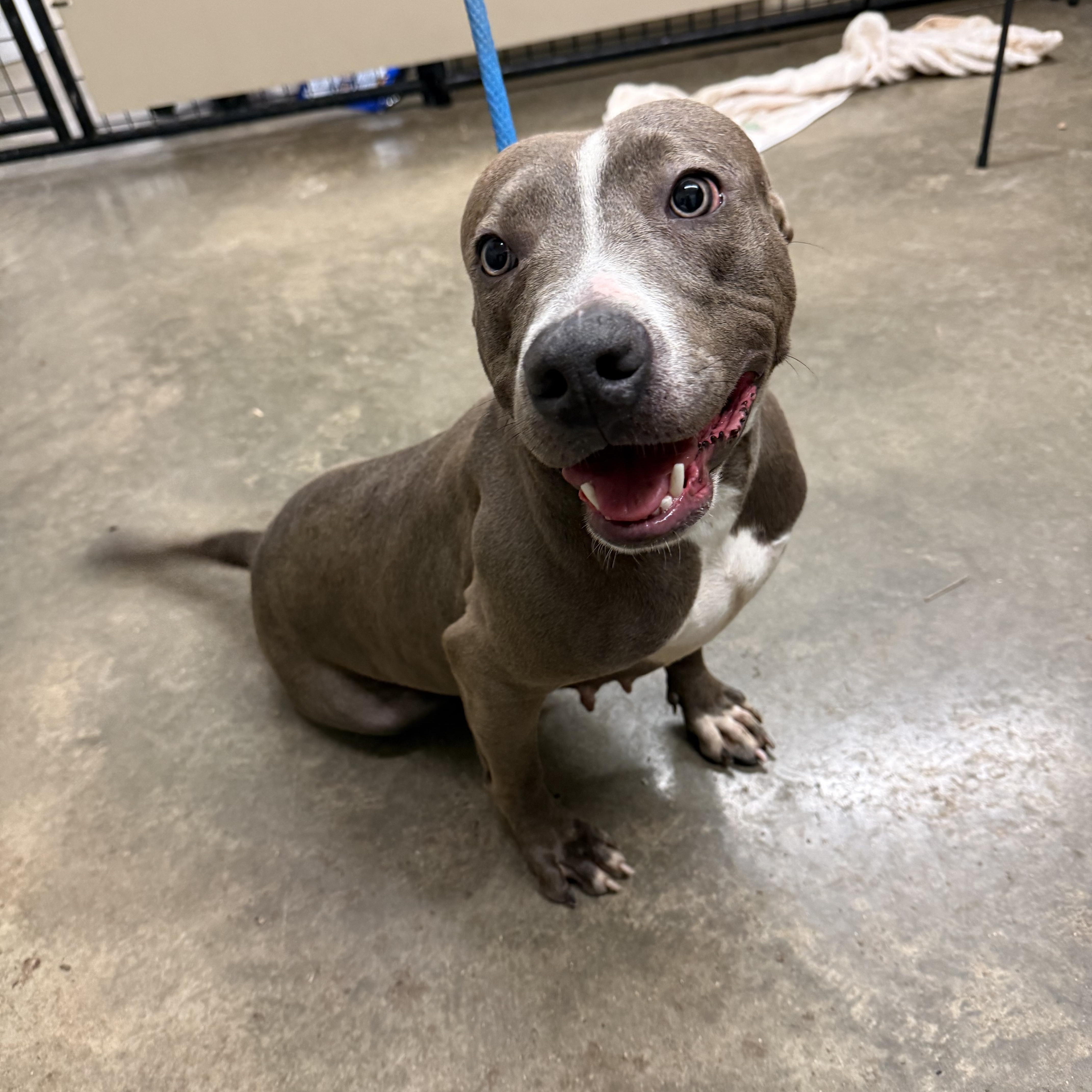 Enlarge Kiera, a Adoptable mixed breed in Springfield, IL image 2/4