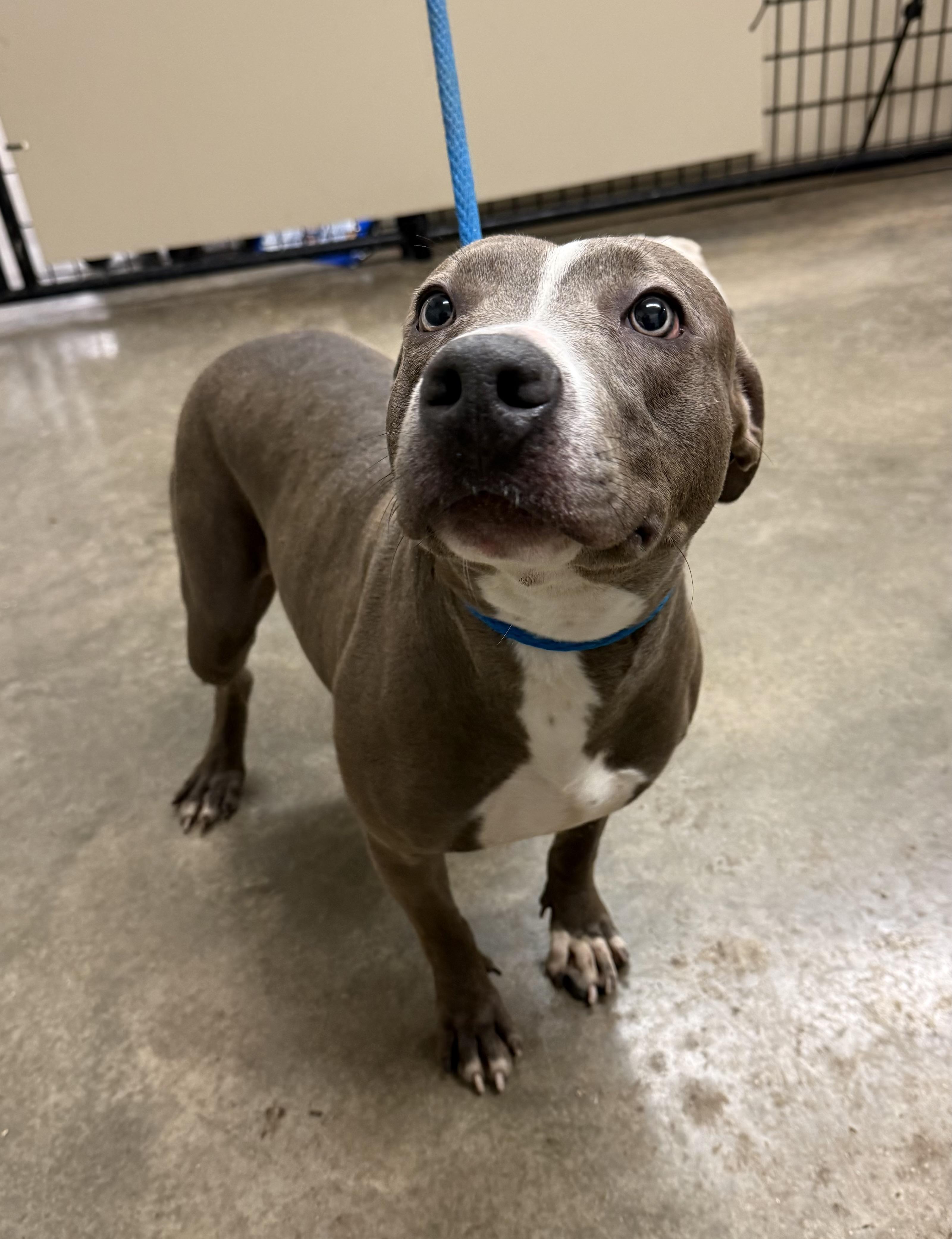 Enlarge Kiera, a Adoptable mixed breed in Springfield, IL image 4/4