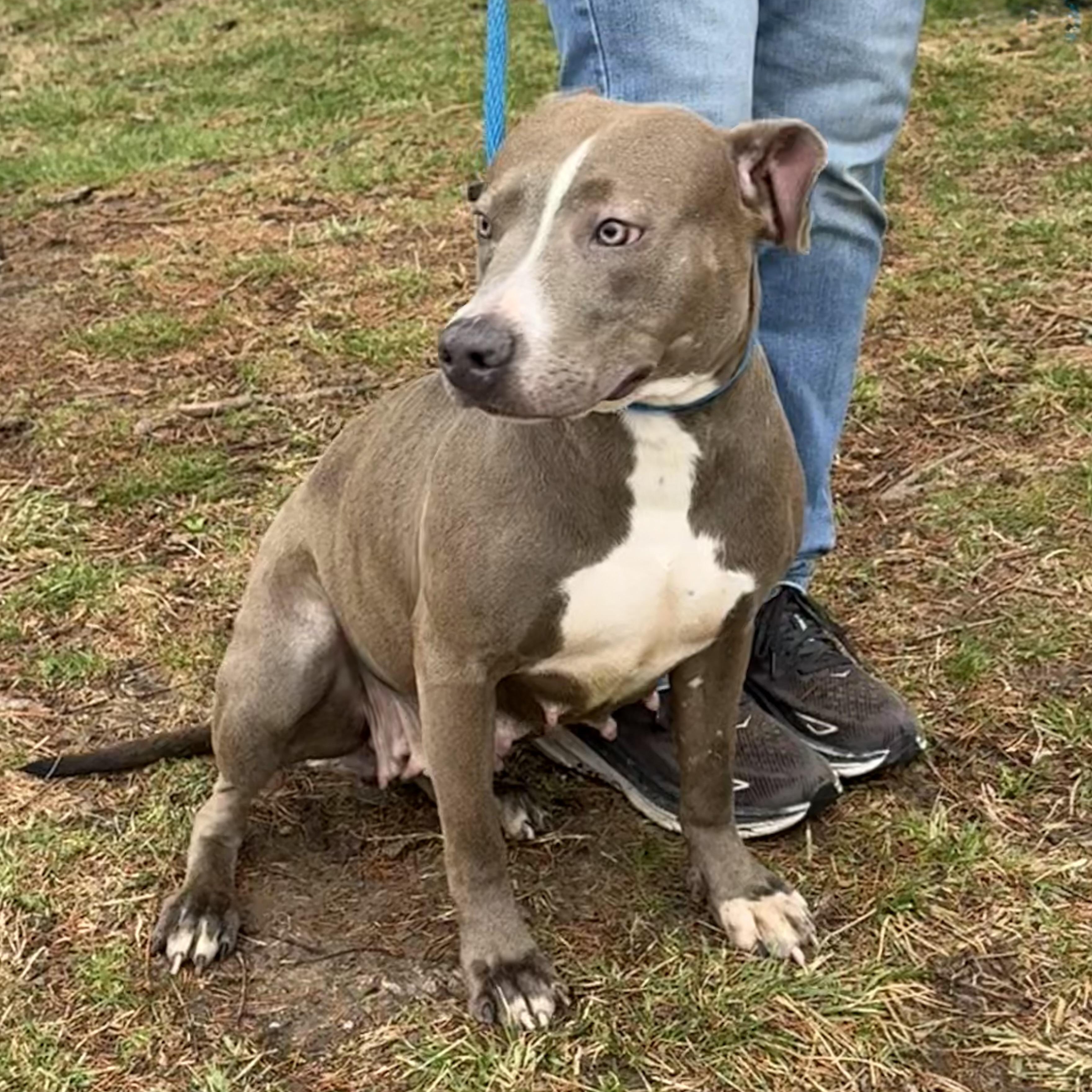 Enlarge Kiera, a Adoptable mixed breed in Springfield, IL image 3/4