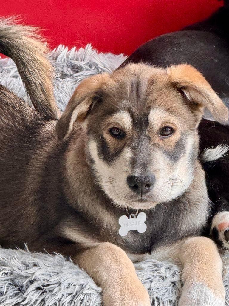Prisilla, an adoptable Husky in STE-MARGUERITE-DU-LAC-MASSON, QC, J0T 1L0 | Photo Image 1