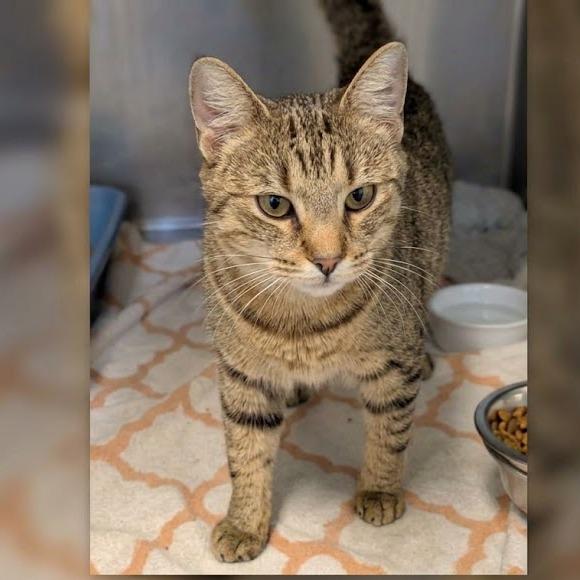 Hazel, Adoptable, Young Female Domestic Short Hair.