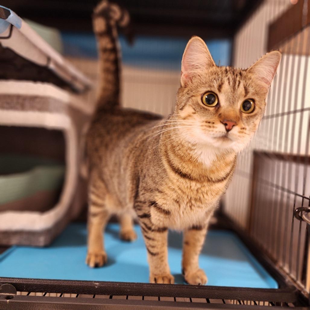 Enlarge Hazel, a Adoptable Domestic Short Hair in Toms Brook, VA image 2/2