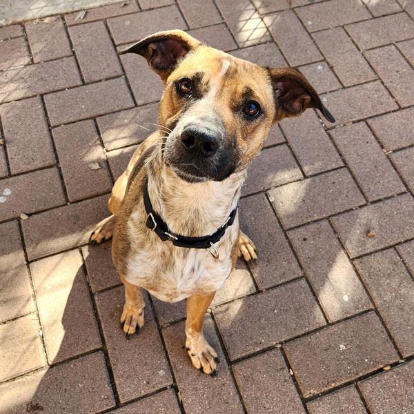 Noelia, Adoptable, Adult Female Pit Bull Terrier.