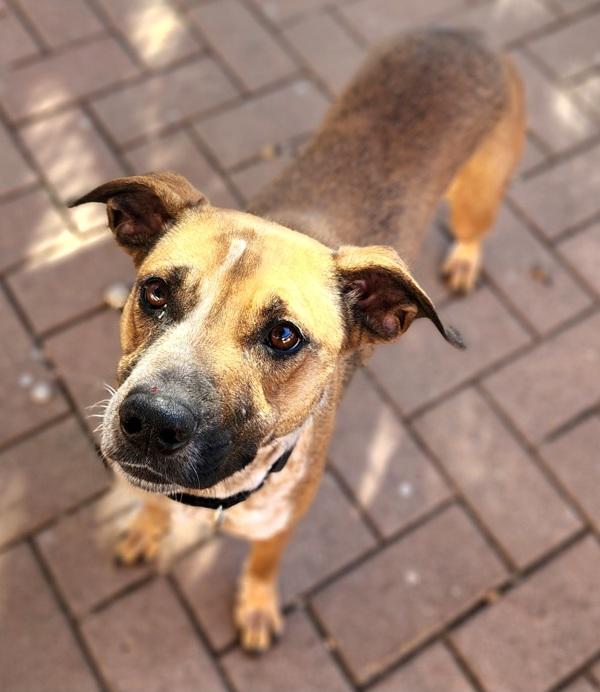 Enlarge Noelia, a Adoptable mixed breed in Austin, TX image 2/5