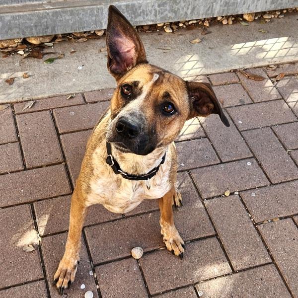 Enlarge Noelia, a Adoptable mixed breed in Austin, TX image 3/5