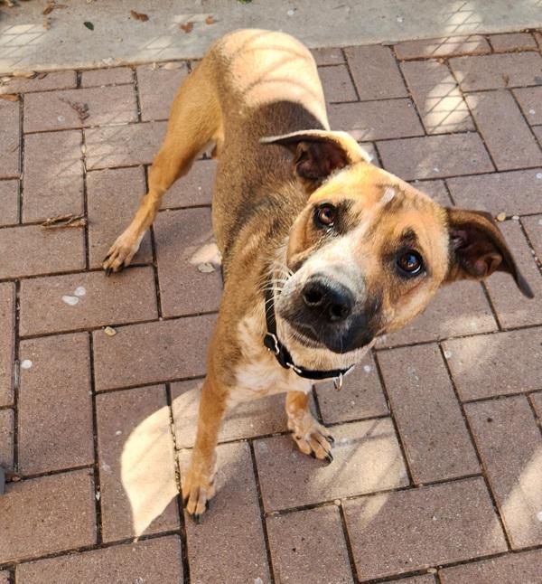 Enlarge Noelia, a Adoptable mixed breed in Austin, TX image 4/5