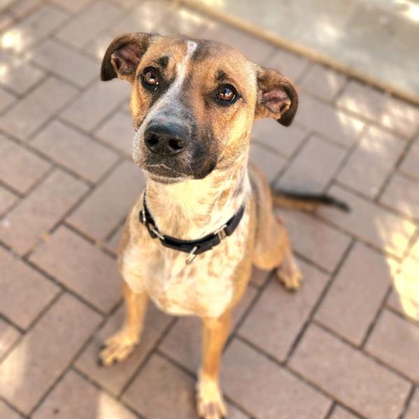 Enlarge Noelia, a Adoptable mixed breed in Austin, TX image 5/5