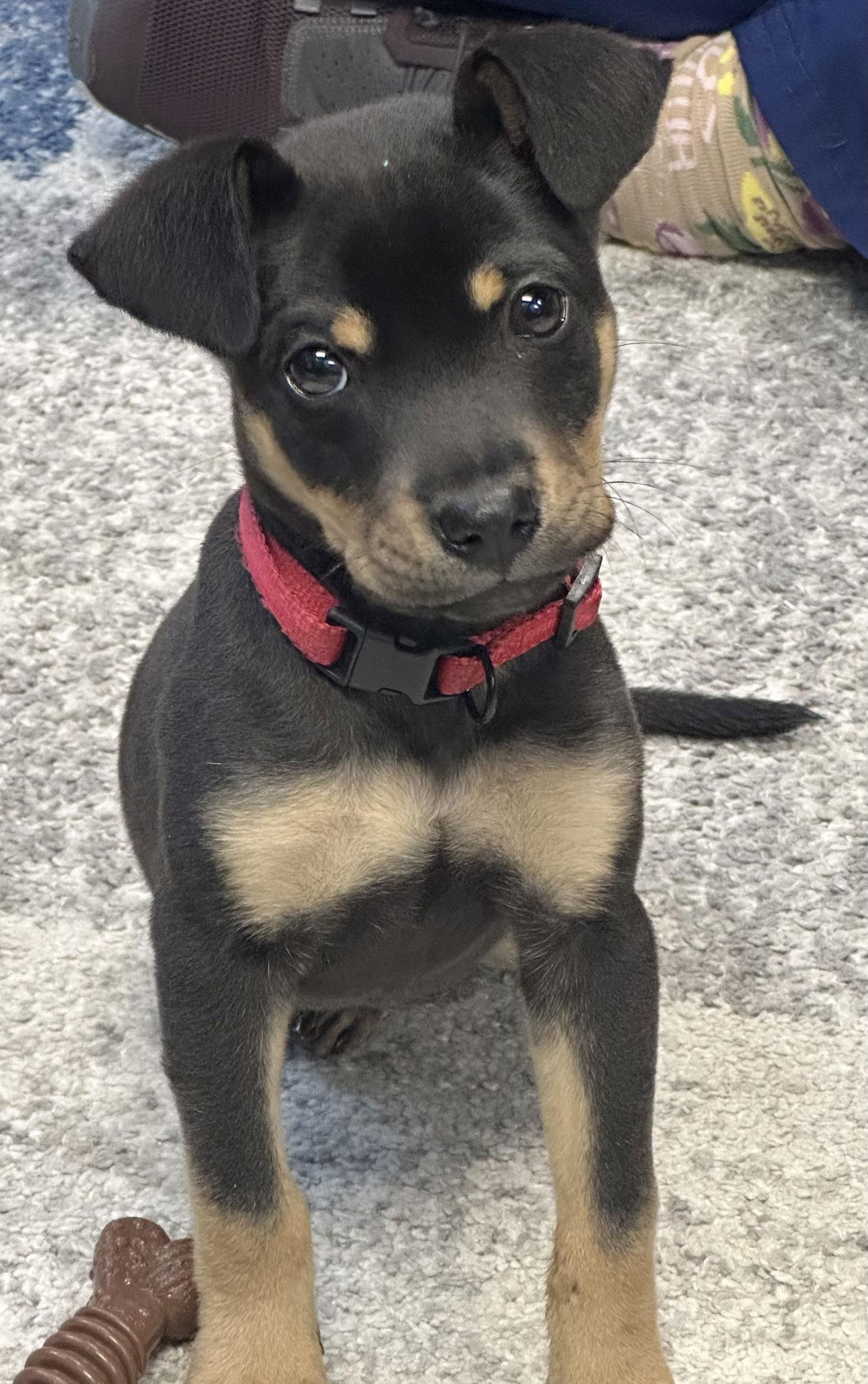 Enlarge Gumbeau, a Adopted mixed breed in Blackwood, NJ image 1/3