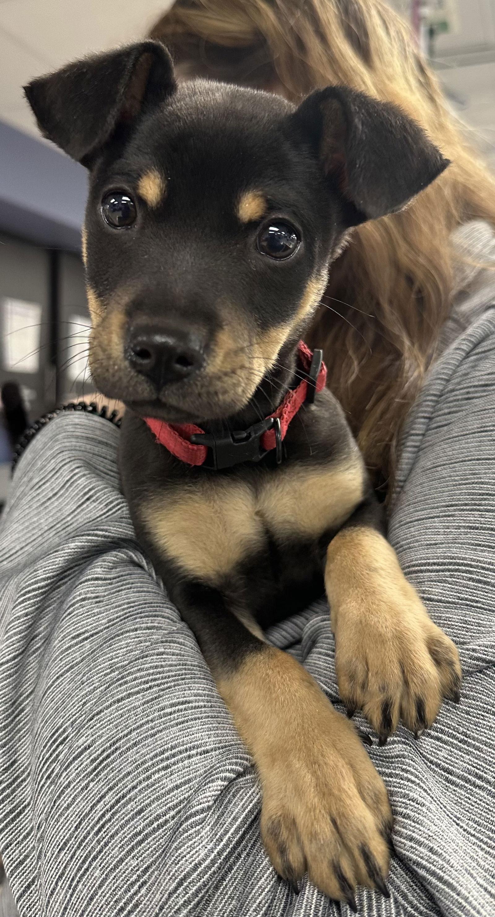 Enlarge Gumbeau, a Adopted mixed breed in Blackwood, NJ image 2/3