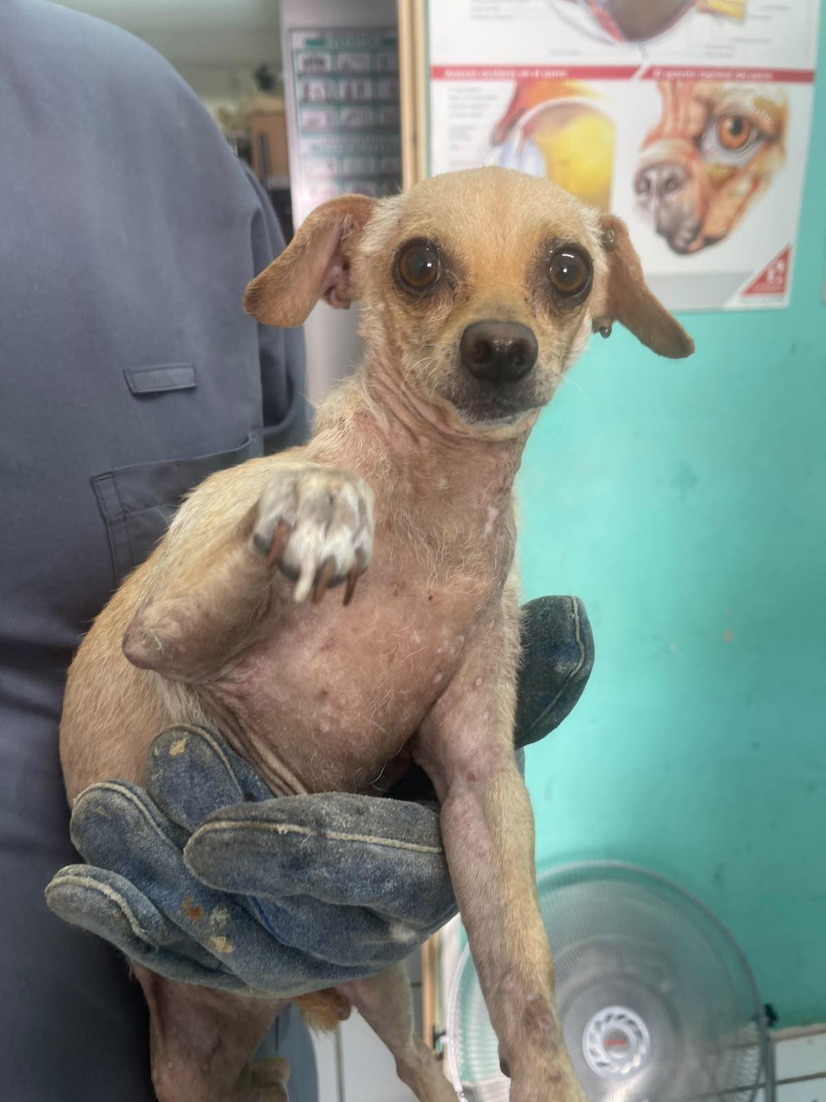Ant, Adopted, Young Male Chihuahua.
