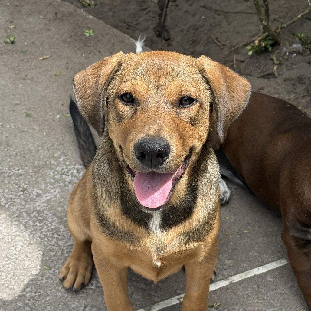 Bogie, Adoptable, Puppy Male Mixed Breed.