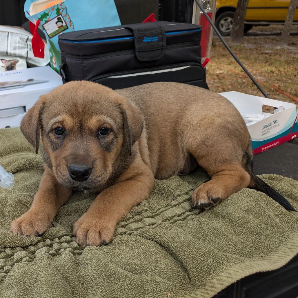 Enlarge Bogie, a Adoptable Mixed Breed in Williston, FL image 2/2