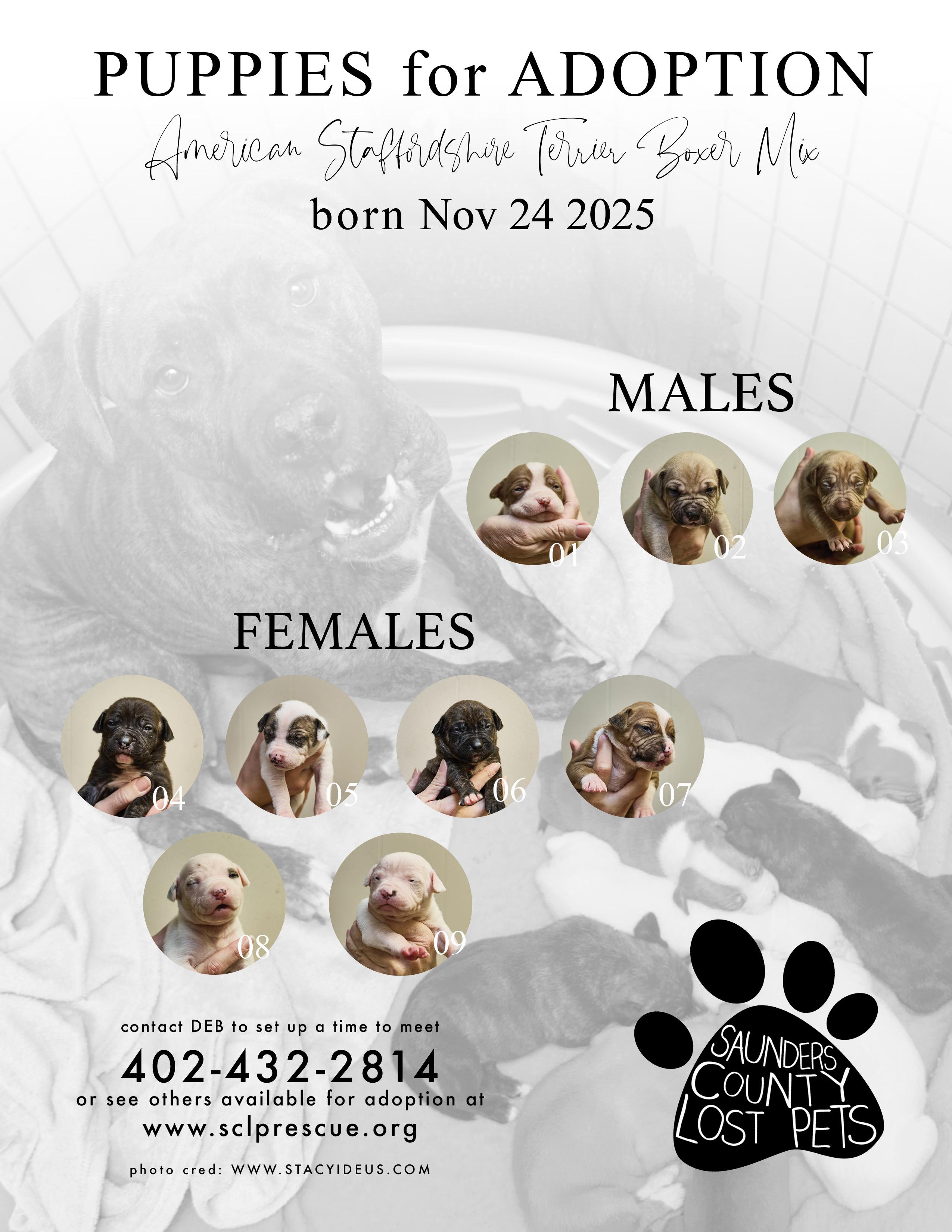 Enlarge Tulip, a ADOPTABLE American Staffordshire Terrier in Wahoo, NE image 2/2