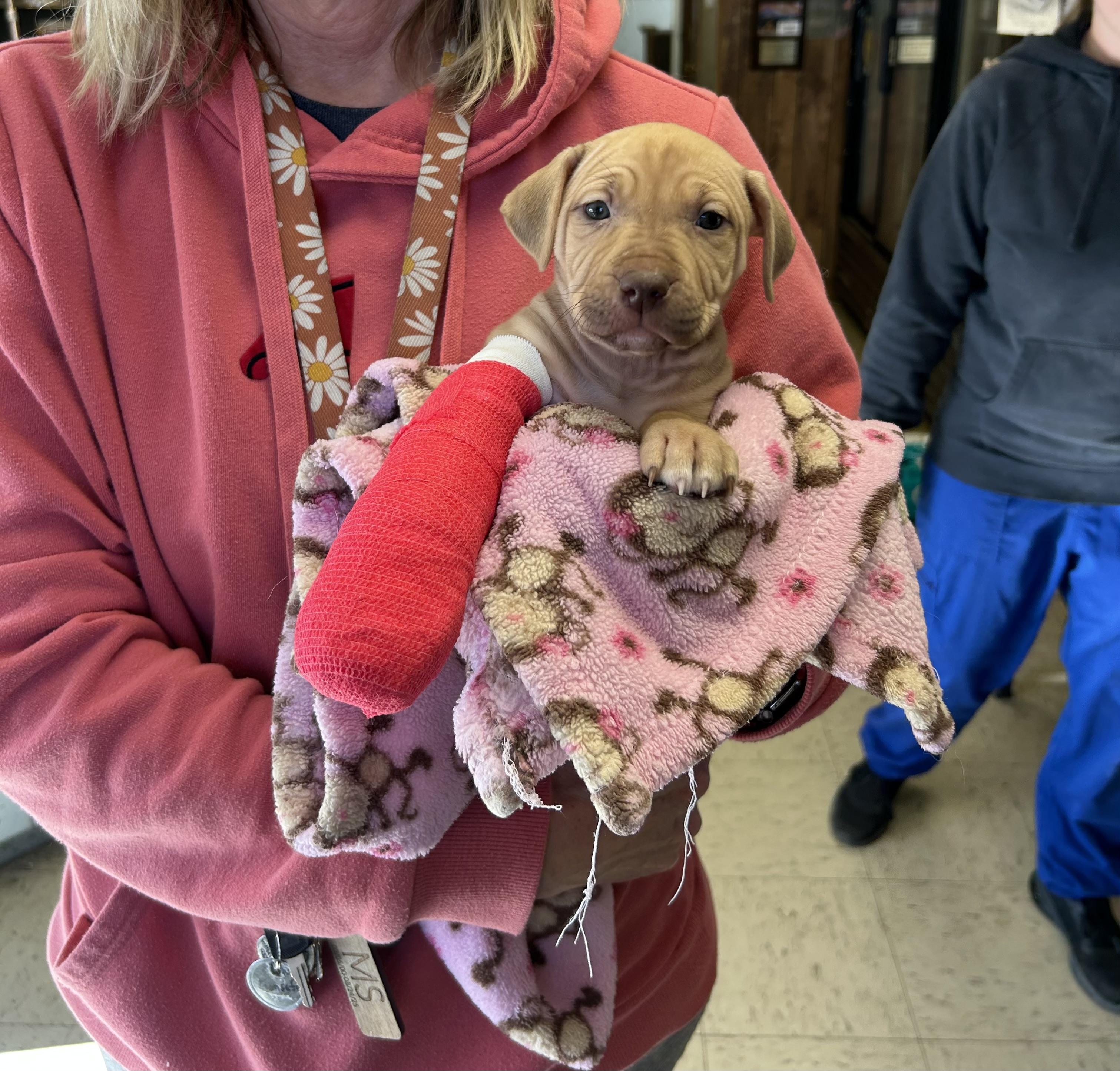 Tulip, ADOPTABLE, Puppy Female American Staffordshire Terrier.