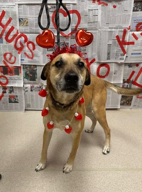 Brody, a Adoptable mixed breed in Madison, GA image 1/6