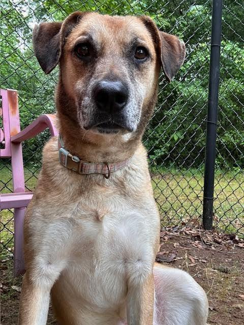 Brody, a Adoptable mixed breed in Madison, GA image 2/6