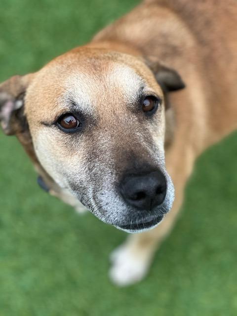 Brody, a Adoptable mixed breed in Madison, GA image 3/6