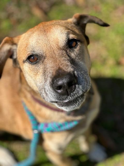 Brody, a Adoptable mixed breed in Madison, GA image 4/6