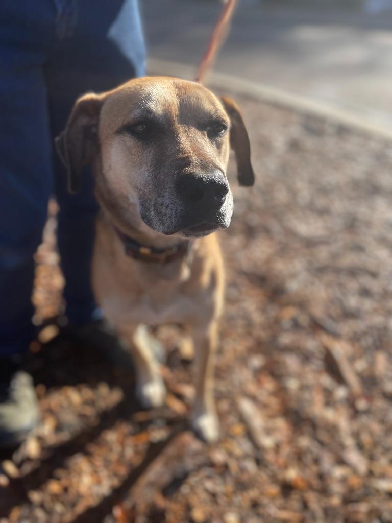 Brody, a Adoptable mixed breed in Madison, GA image 5/6