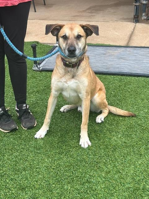 Brody, a Adoptable mixed breed in Madison, GA image 6/6